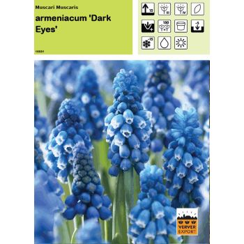 Muscari Dark Eyes