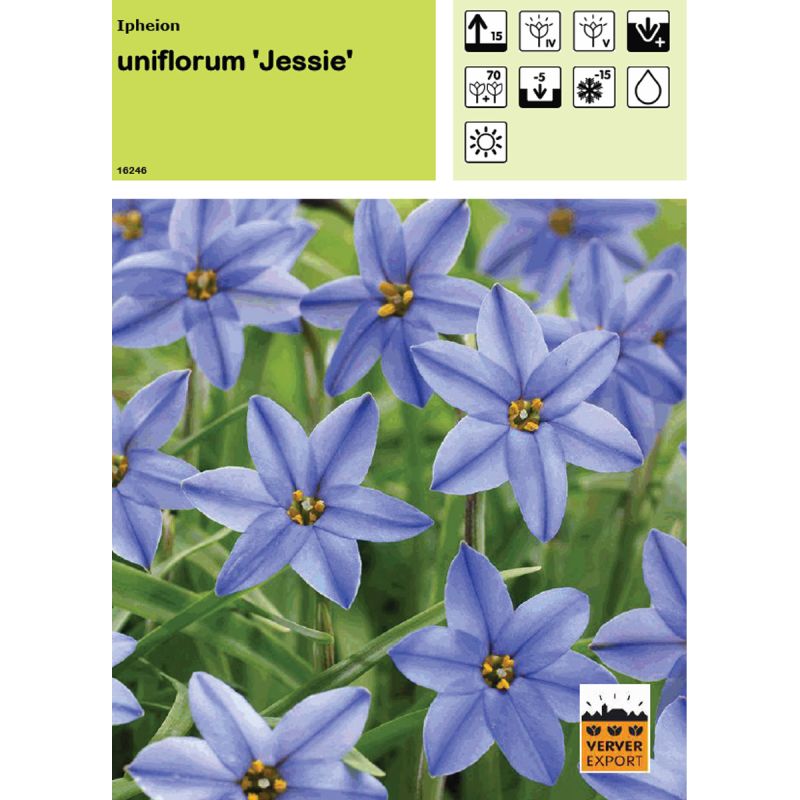Ipheion uniflorum Jessie Ipheion uniflorum Jessie