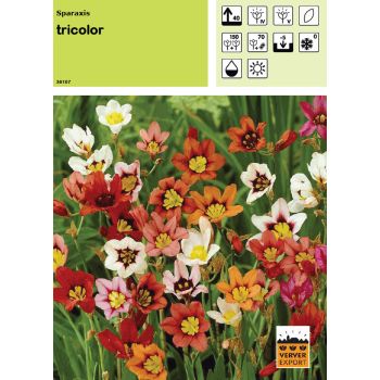 Sparaxis tricolor - Fleur arlequin