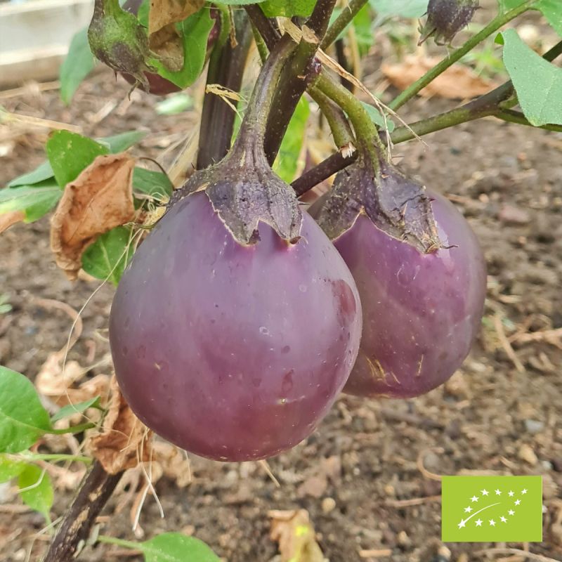 Aubergine Rezeina Bio Aubergine Rezeina Bio