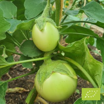 Aubergine Applegreen Bio