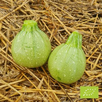 Courgette Geode F1 Bio