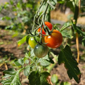 Tomate cerise Sweet Million F1