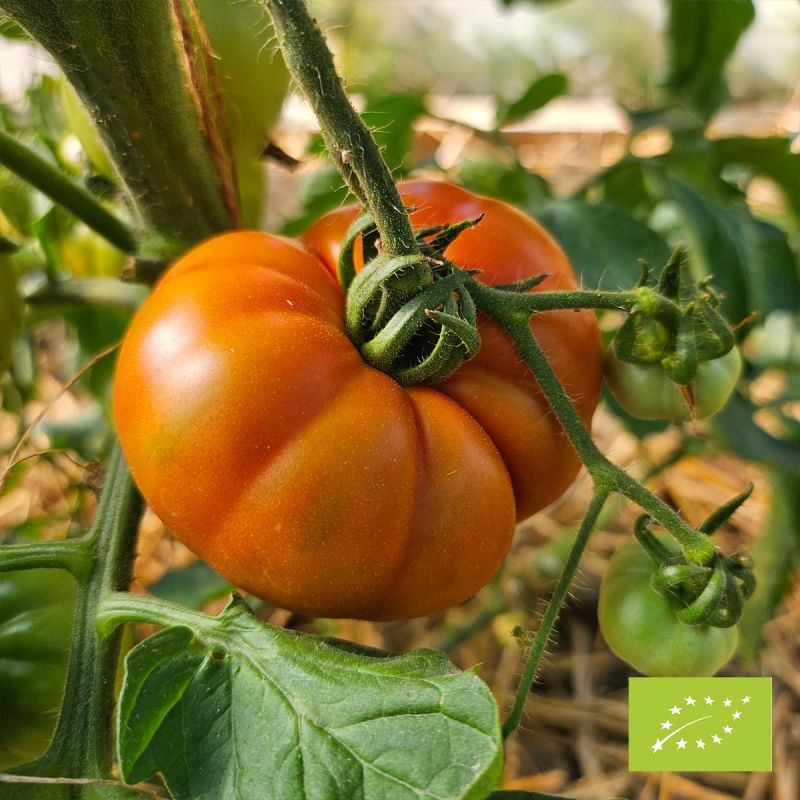 Tomate Rouge de Namur Bio Tomate Rouge de Namur Bio
