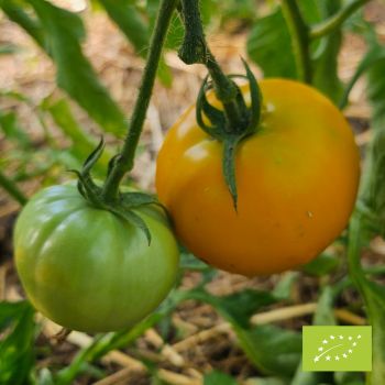 Tomate Mandaline Bio