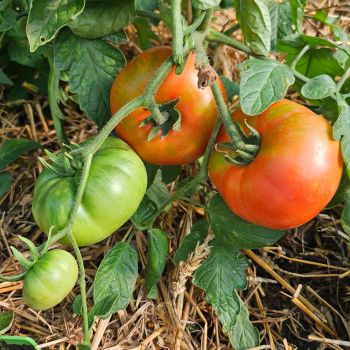 Tomate Bellemar F1