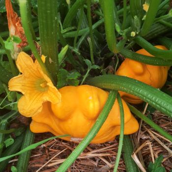 Pâtisson Orange