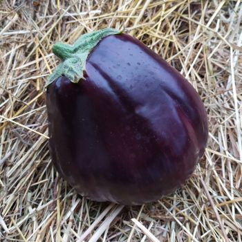 Aubergine Black Beauty