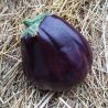 Aubergine Black Beauty