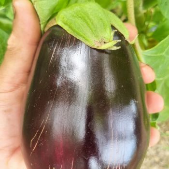 Aubergine Black Beauty