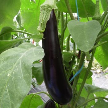 Aubergine de Barbentane