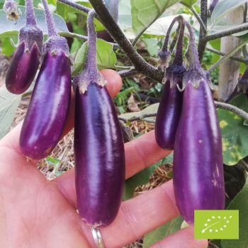 Aubergine Slim Jim Bio