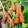 Carotte Nantaise améliorée 2 Bio