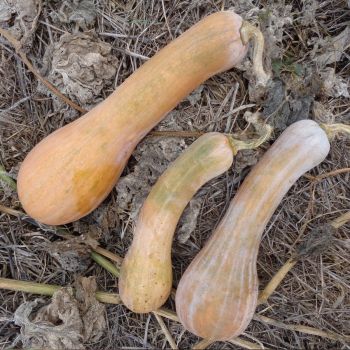 Courge longue de Nice