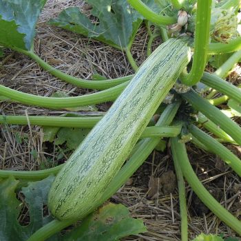 Courgette Nimba