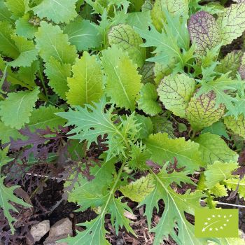 Mélange de salades asiatiques Bio
