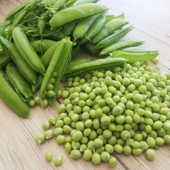 Pois à rames Roi des conserves