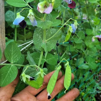 Pois mangetout Carouby de Maussanne