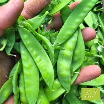 Pois mangetout Norli Bio