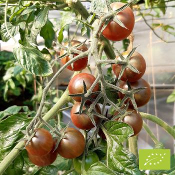 Tomate Black Cherry Bio