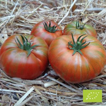 Tomate Chocolate Stripes Bio