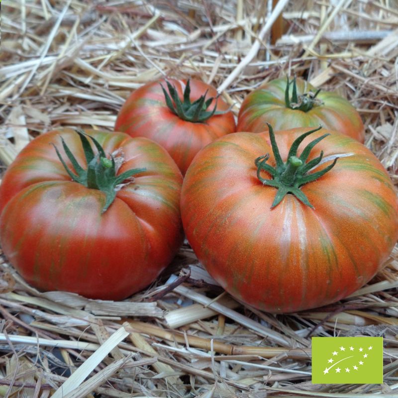 Tomate Chocolate Stripes Bio Tomate Chocolate Stripes Bio