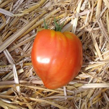 Tomate Coeur de Boeuf
