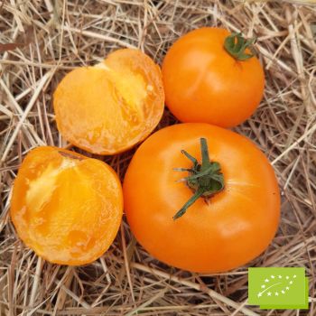 Tomate Orange Queen Bio