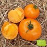 Tomate Orange Queen Bio