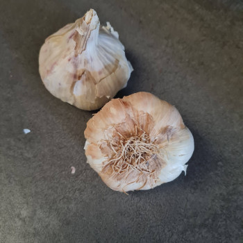 Ail blanc Sabagold