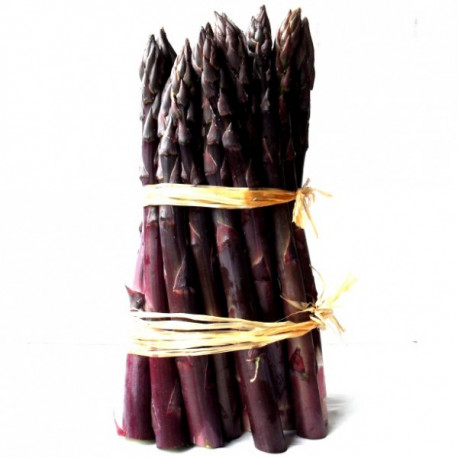 Asperge Violette Burgundine