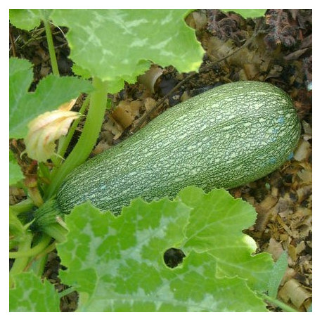 Courgette Verte petite d'Alger