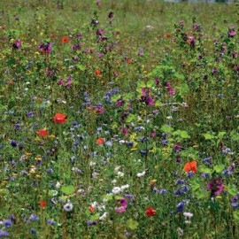 Prairie fleurie "Miellée Vivace"