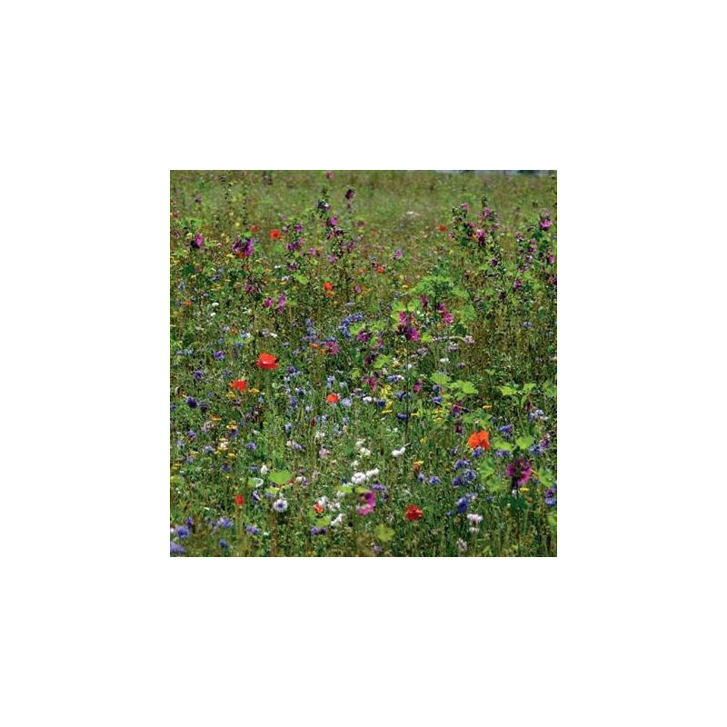 Prairie fleurie "Miellée Vivace"