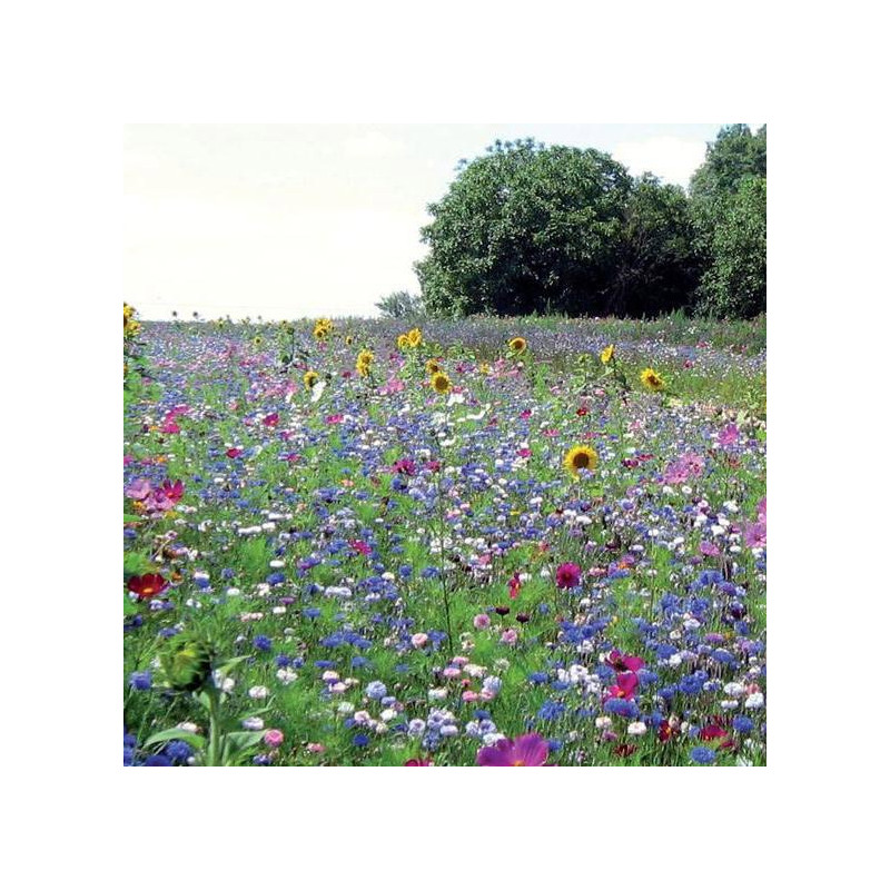 Prairie fleurie "Miellée Annuelle"