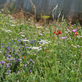 Prairie fleurie "Coccinelles & Auxiliaires"