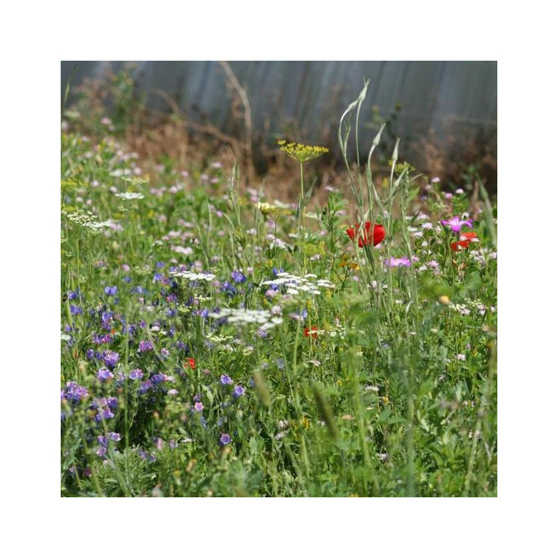 Prairie fleurie "Coccinelles & Auxiliaires"