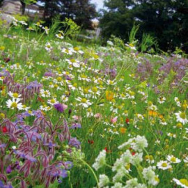 Prairie fleurie "Coccinelles & Auxiliaires"