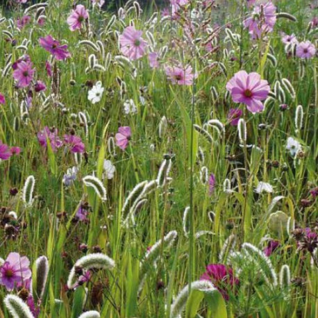 Prairie fleurie "Oiseaux"