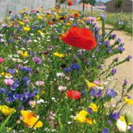 Prairie fleurie "Zone Aride"