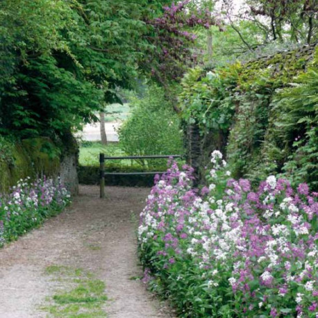 Prairie fleurie "Zone Ombragée"