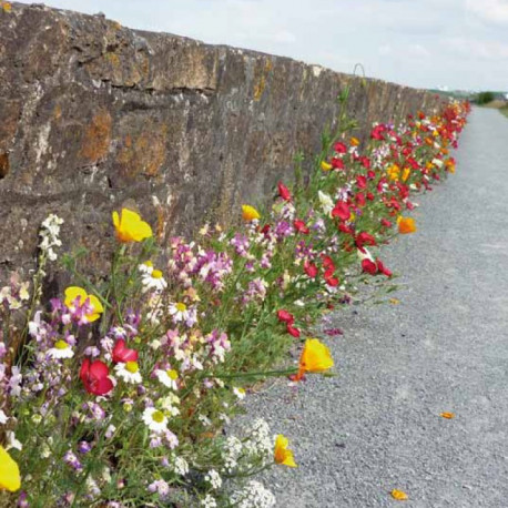 Prairie fleurie "Pied de mur"