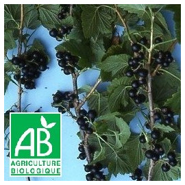 Plant de cassis Noir de Bourgogne Bio