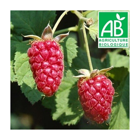 Plant d'hybride de mûres Loganberry Bio