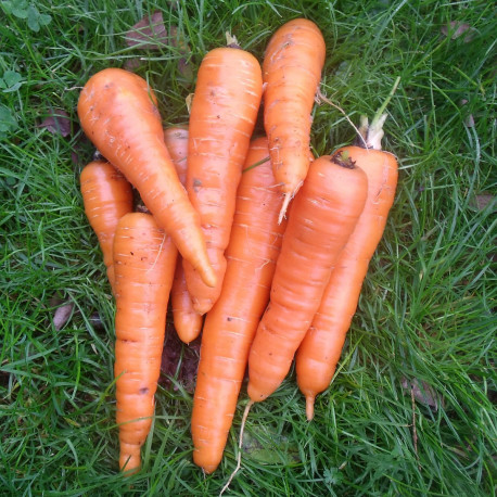 Nos graines potagères de carotte Rouge Sang bio - La Bonne Graine