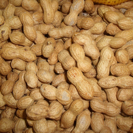 Arachides (cacahuètes)