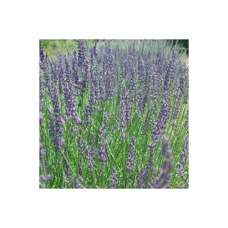 Lavande Vraie (officinale)