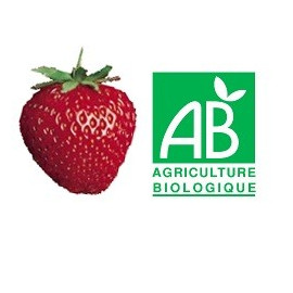 Plant de fraisier Bio NovaGento