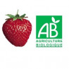 Plant de fraisier Bio NovaGento