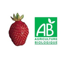 Plant de fraisier Bio Belrubi